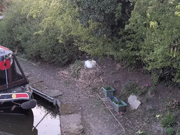 A narrowboat is moored by the edge of a calm canal, beside a concrete path. To the side a swan is sat on top of its nest, incubating eggs.